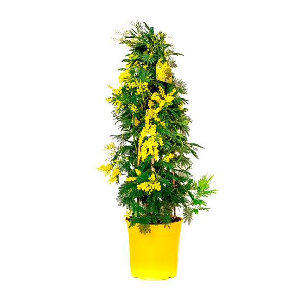 MIMOSA PIRAMIDE
